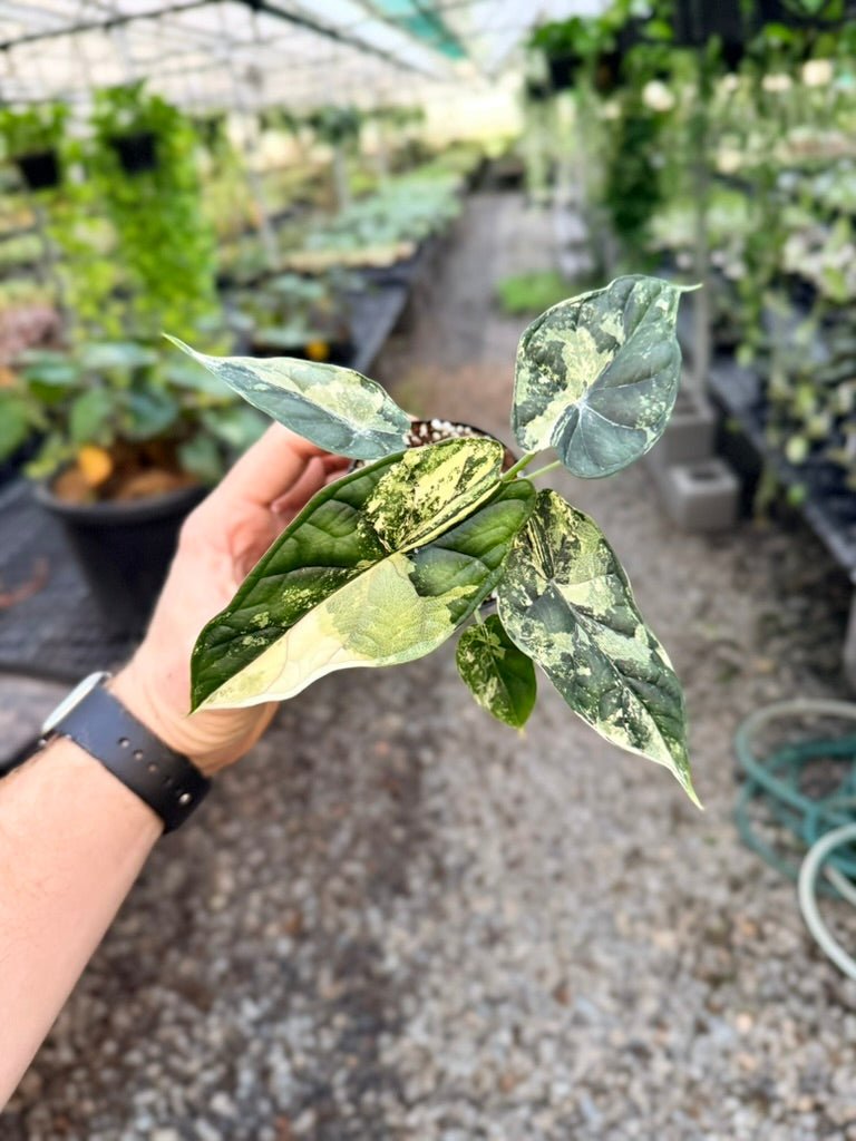 Handpicked 190 - Alocasia Baginda Dragon Scale Variegata Albo | Uprooted