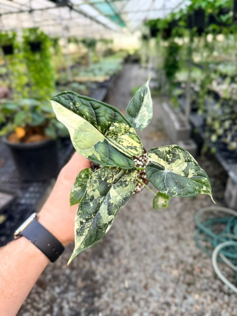 Handpicked 190 - Alocasia Baginda Dragon Scale Variegata Albo | Uprooted