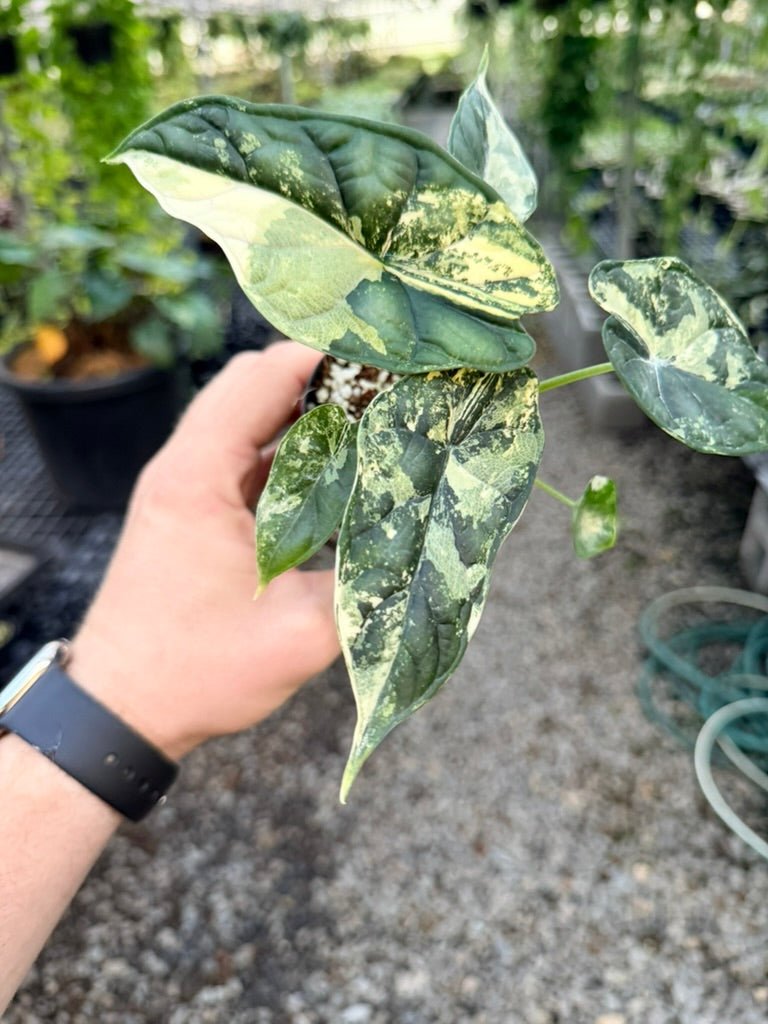 Handpicked 190 - Alocasia Baginda Dragon Scale Variegata Albo | Uprooted