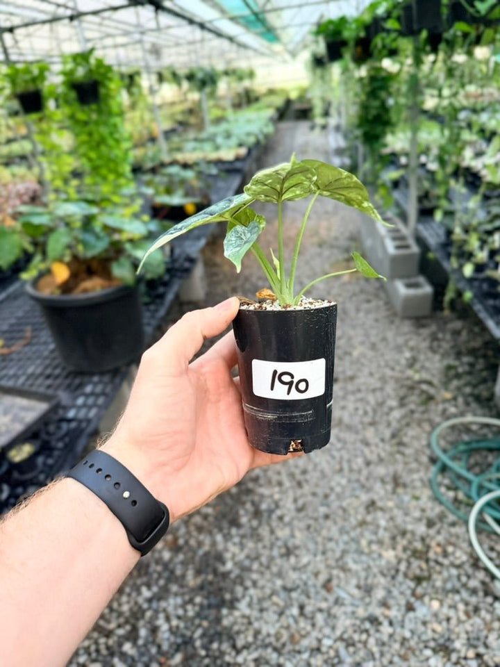 Handpicked 190 - Alocasia Baginda Dragon Scale Variegata Albo | Uprooted