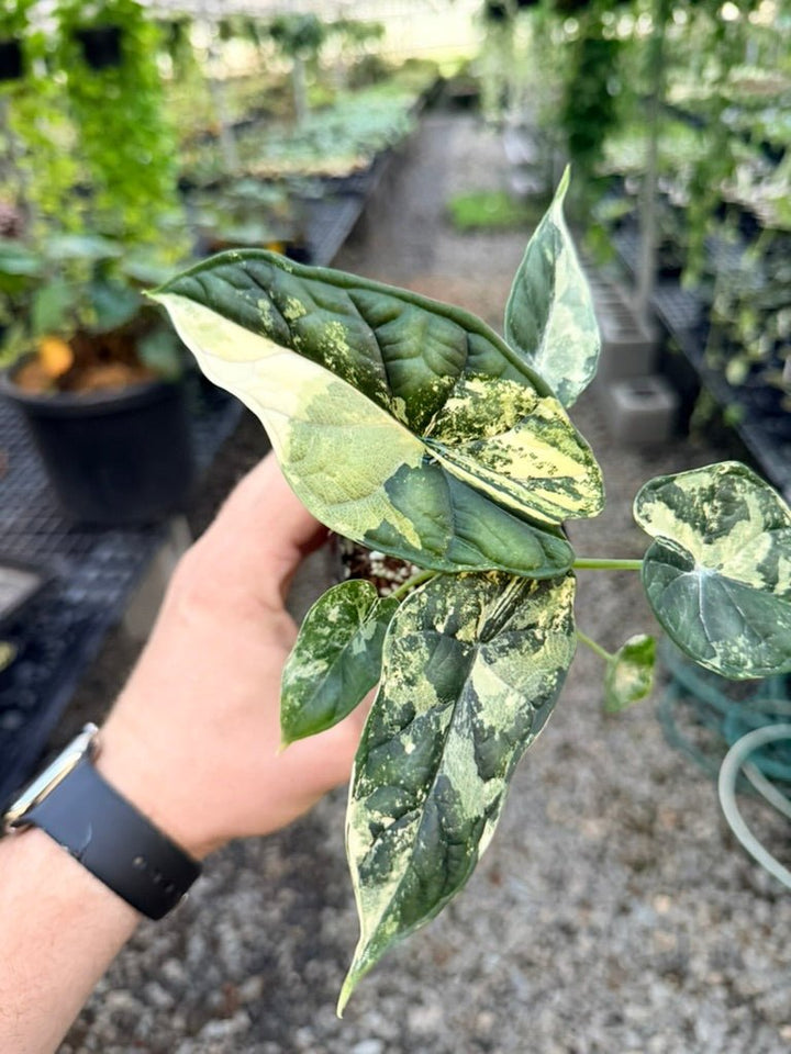 Handpicked 190 - Alocasia Baginda Dragon Scale Variegata Albo | Uprooted