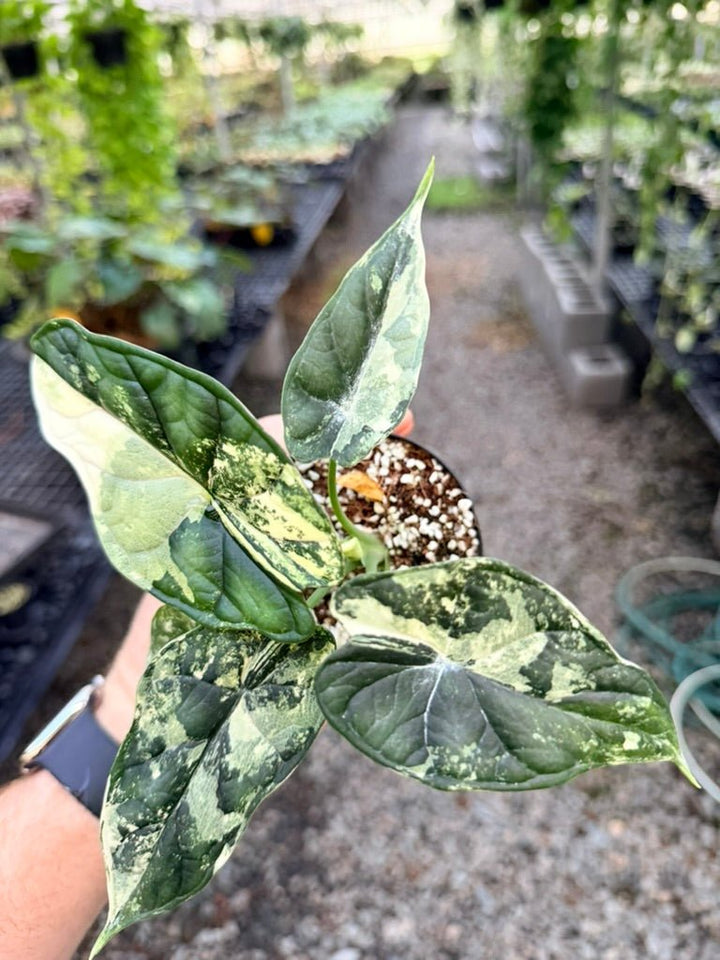 Handpicked 190 - Alocasia Baginda Dragon Scale Variegata Albo | Uprooted