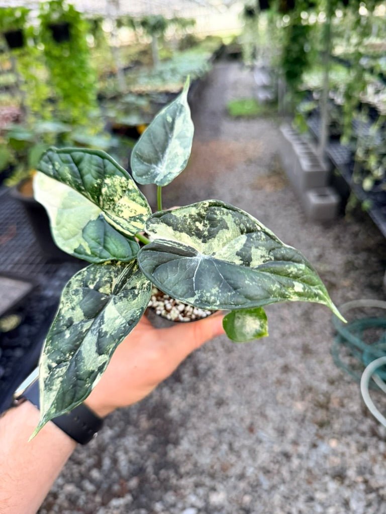 Handpicked 190 - Alocasia Baginda Dragon Scale Variegata Albo | Uprooted