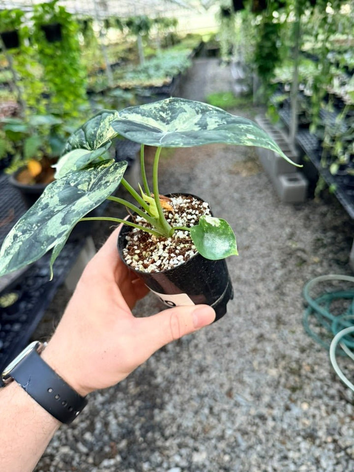Handpicked 190 - Alocasia Baginda Dragon Scale Variegata Albo | Uprooted