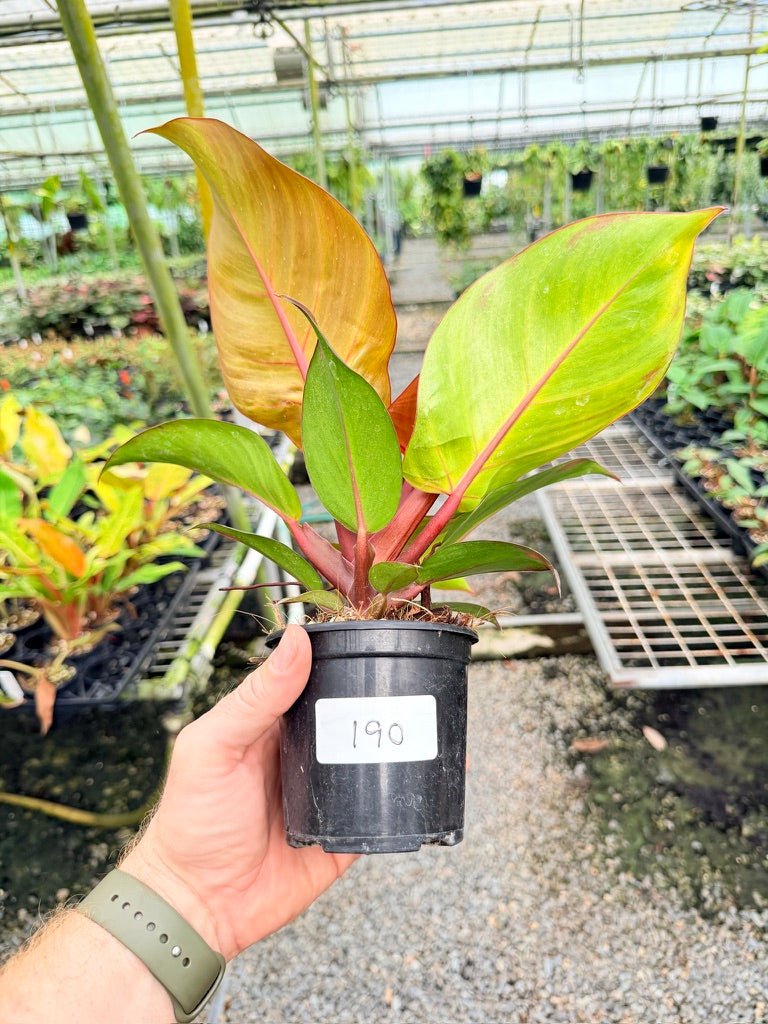 Handpicked 190 - Philodendron Erubescens - Cherry Red | Uprooted