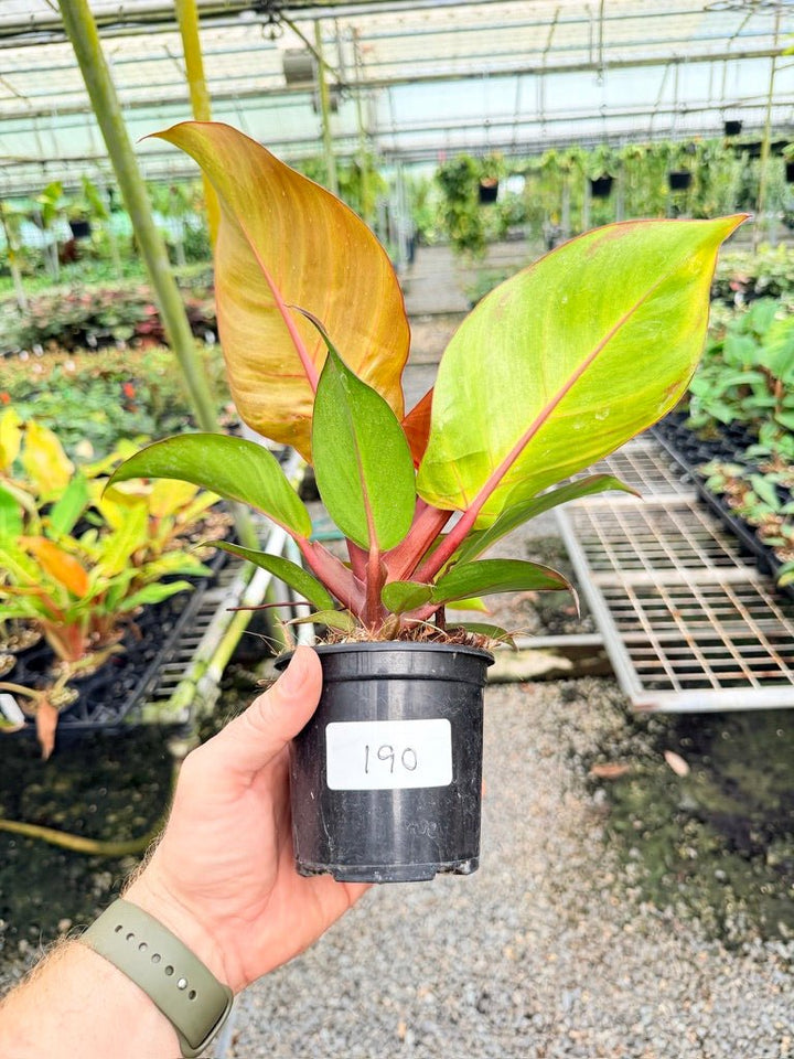 Handpicked 190 - Philodendron Erubescens - Cherry Red | Uprooted