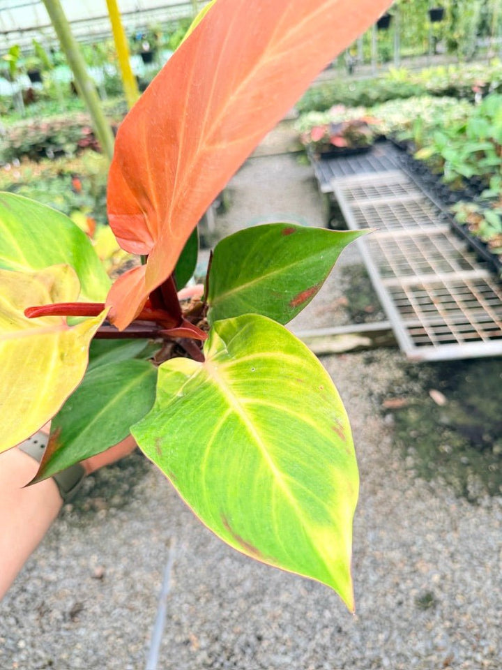 Handpicked 190 - Philodendron Erubescens - Cherry Red | Uprooted