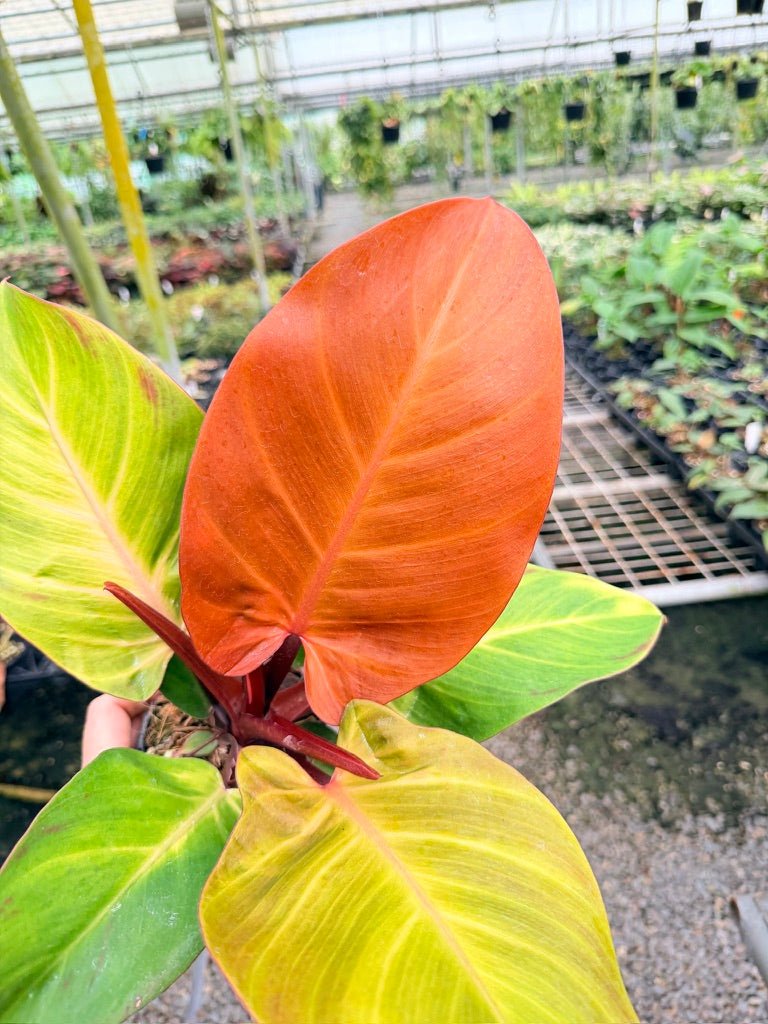 Handpicked 190 - Philodendron Erubescens - Cherry Red | Uprooted