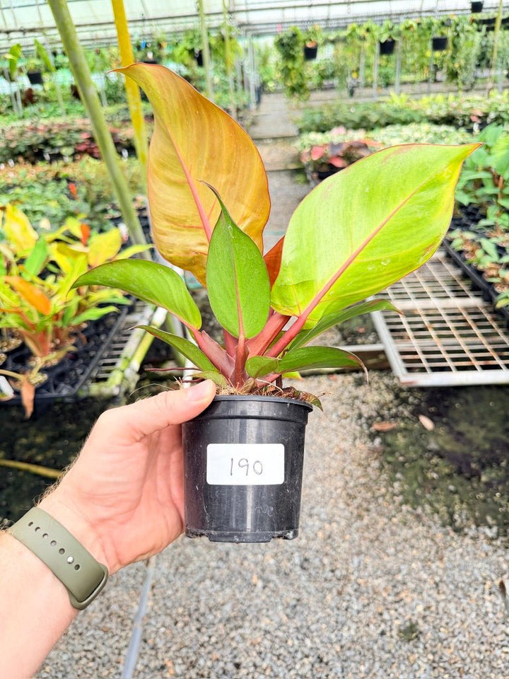 Handpicked 190 - Philodendron Erubescens - Cherry Red | Uprooted