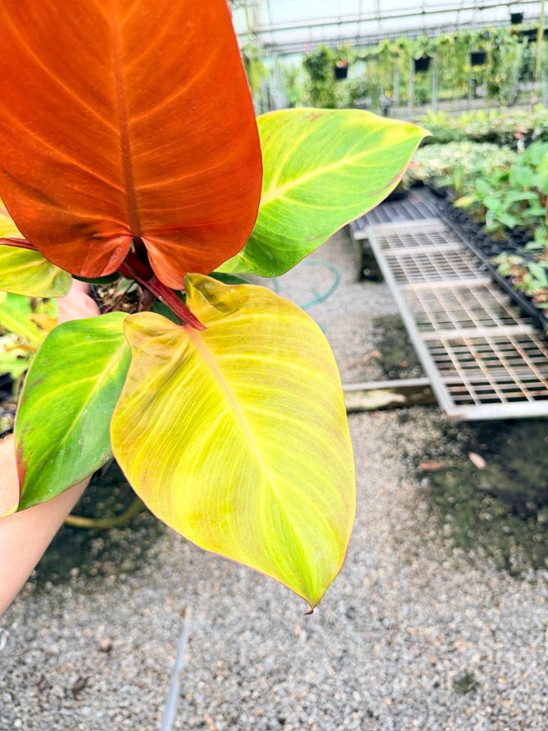 Handpicked 190 - Philodendron Erubescens - Cherry Red | Uprooted