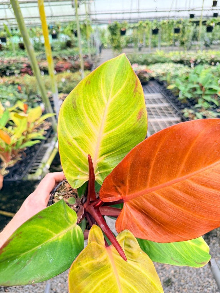 Handpicked 190 - Philodendron Erubescens - Cherry Red | Uprooted