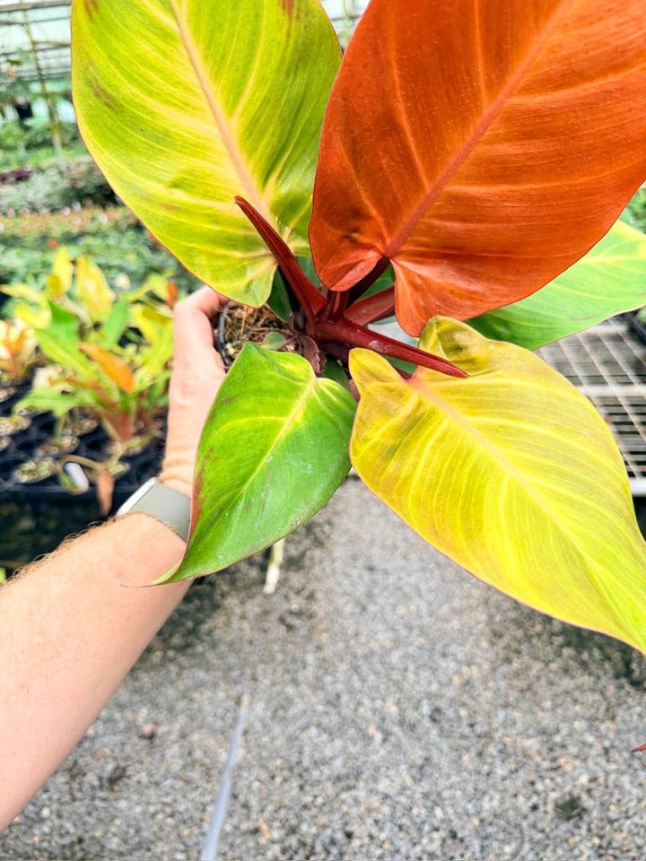 Handpicked 190 - Philodendron Erubescens - Cherry Red | Uprooted