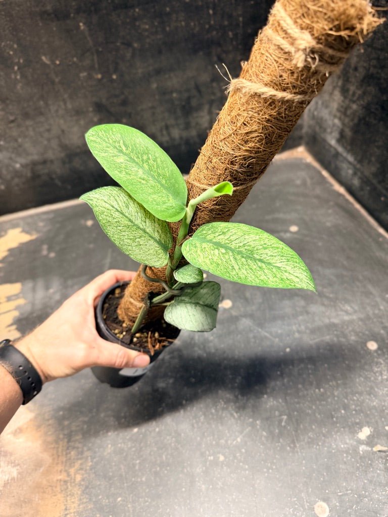 Handpicked 190 - Rhaphidophora Hongkongensis Mint Totem | Uprooted