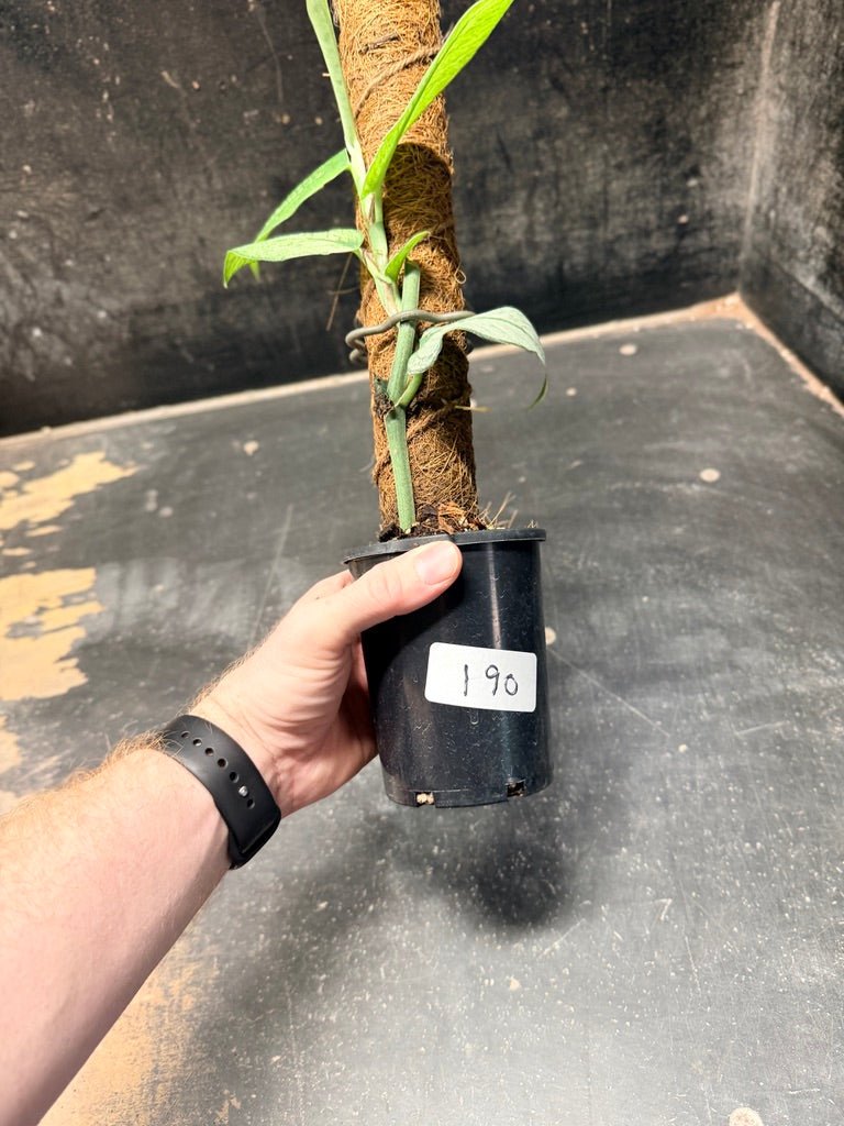 Handpicked 190 - Rhaphidophora Hongkongensis Mint Totem | Uprooted