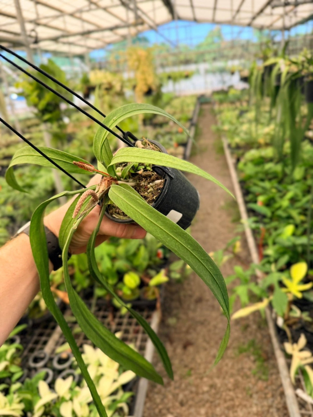Handpicked 191 - Anthurium Vittariifolium Variegata | Uprooted