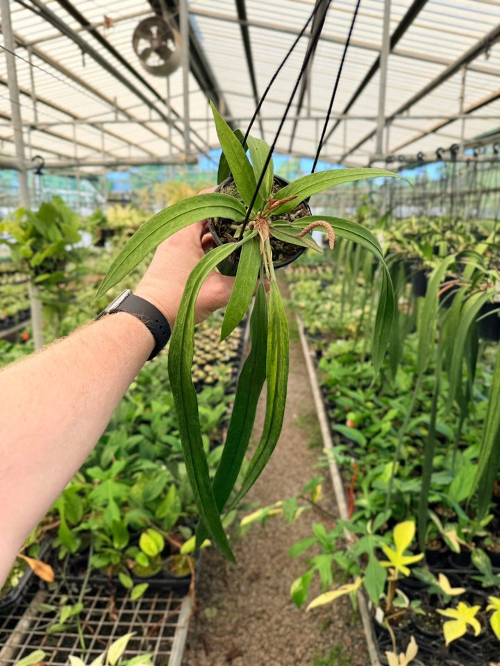 Handpicked 191 - Anthurium Vittariifolium Variegata | Uprooted