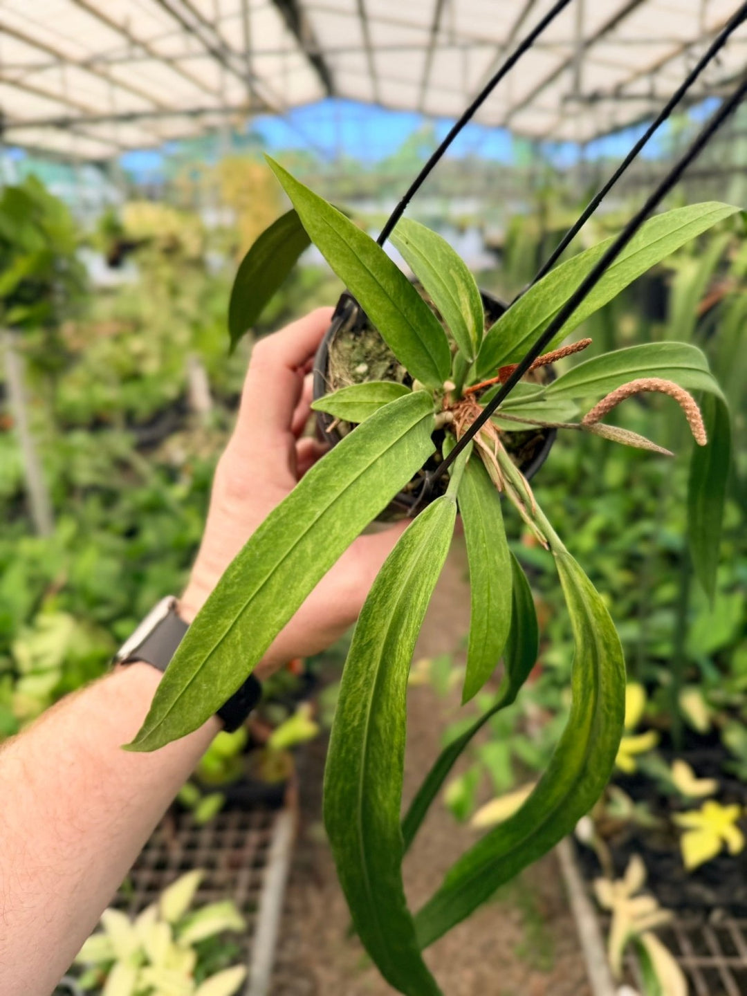 Handpicked 191 - Anthurium Vittariifolium Variegata | Uprooted