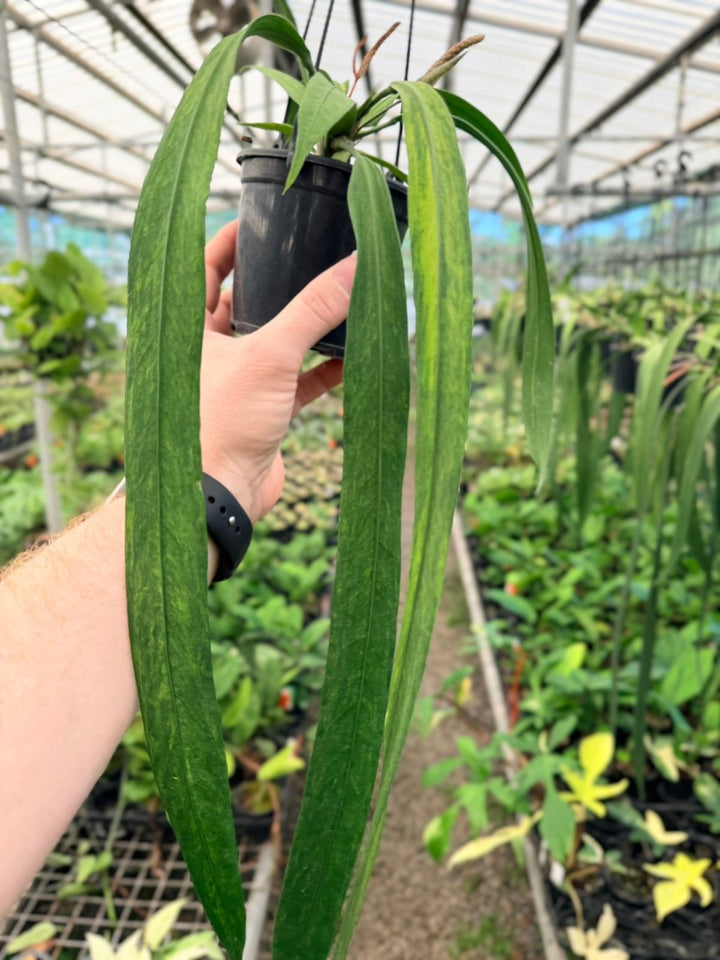 Handpicked 191 - Anthurium Vittariifolium Variegata | Uprooted