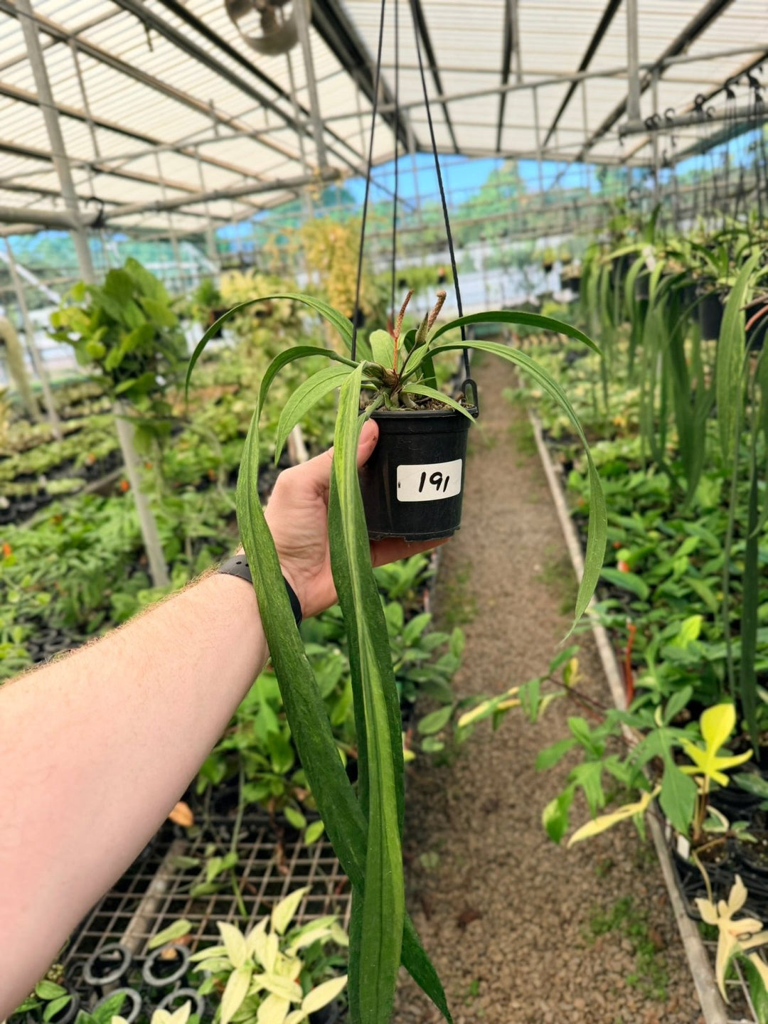 Handpicked 191 - Anthurium Vittariifolium Variegata | Uprooted