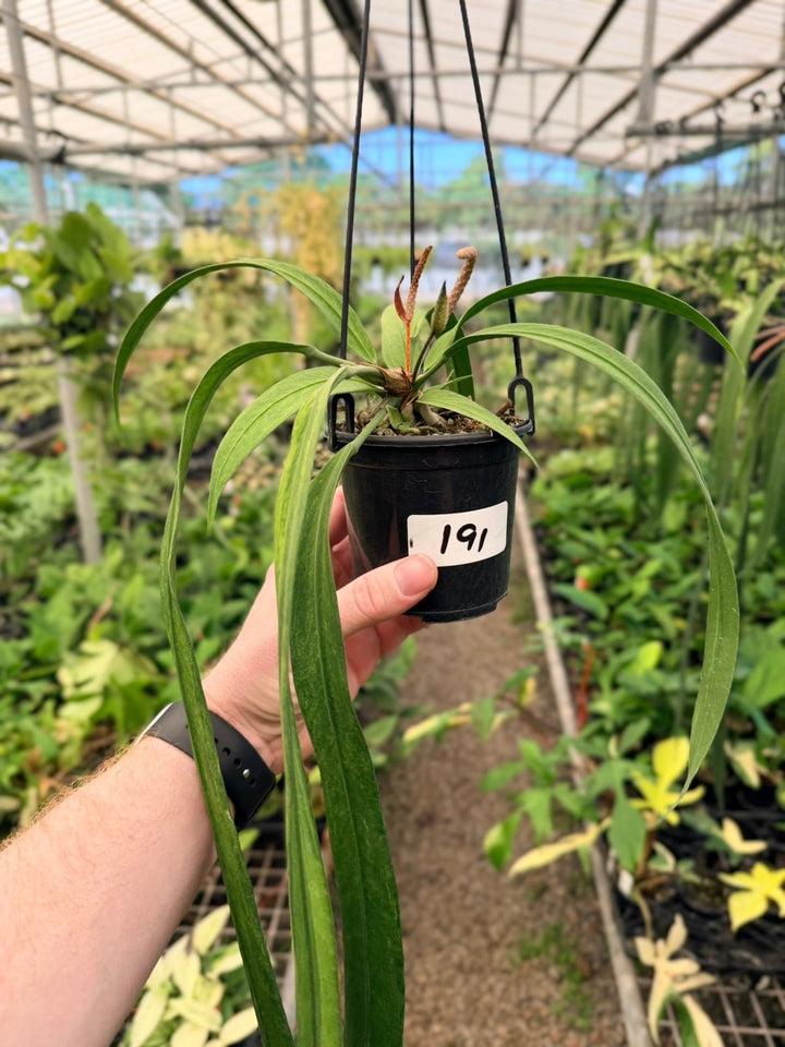 Handpicked 191 - Anthurium Vittariifolium Variegata | Uprooted