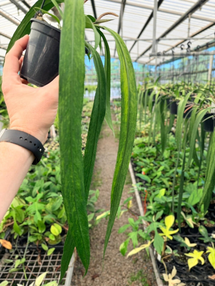 Handpicked 191 - Anthurium Vittariifolium Variegata | Uprooted