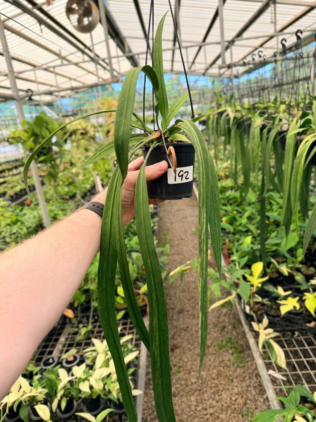 Handpicked 192 - Anthurium Vittariifolium Variegata | Uprooted