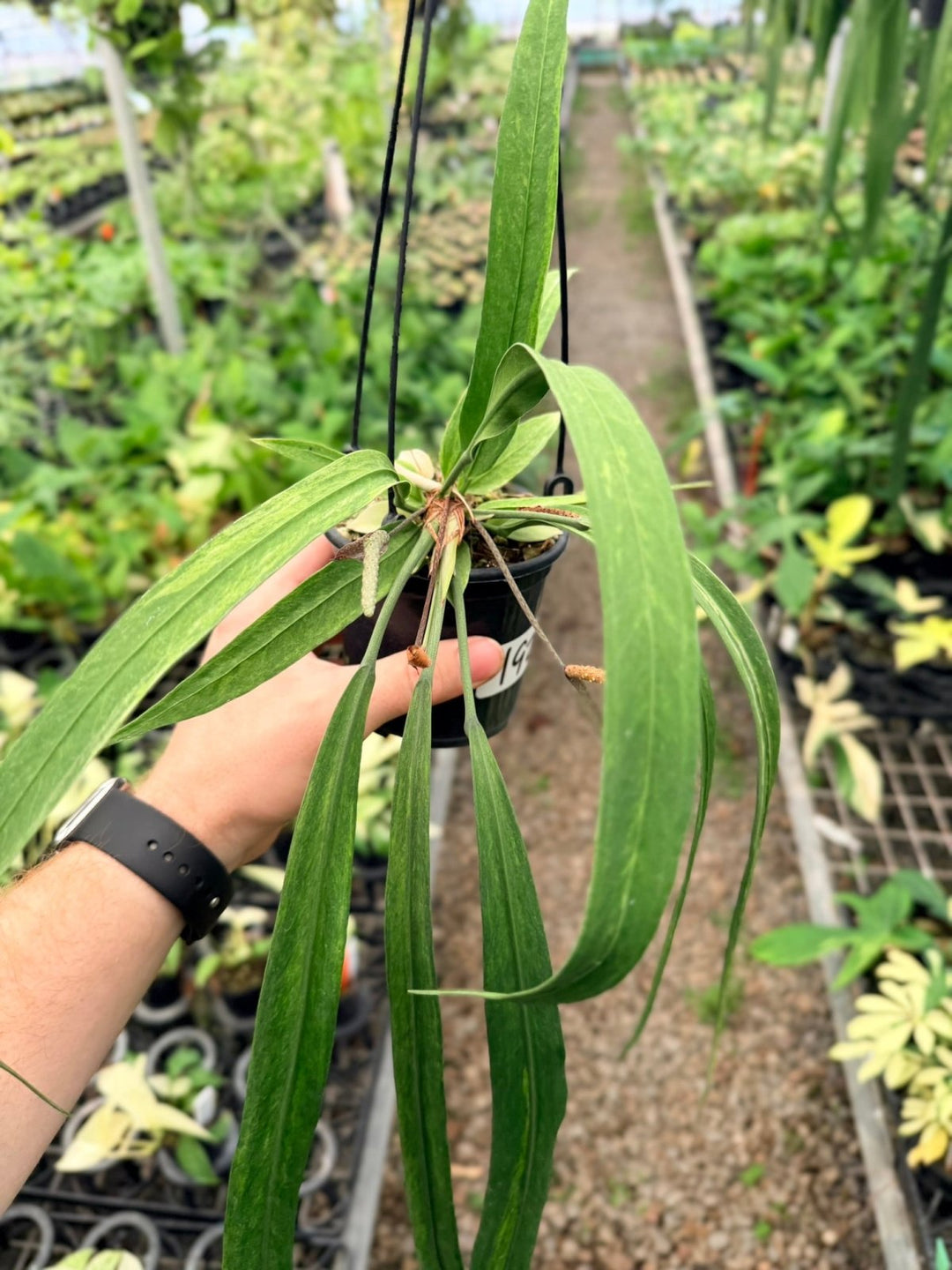 Handpicked 192 - Anthurium Vittariifolium Variegata | Uprooted