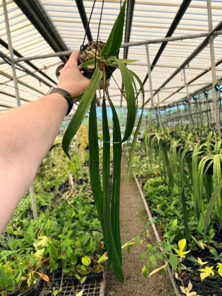 Handpicked 192 - Anthurium Vittariifolium Variegata | Uprooted