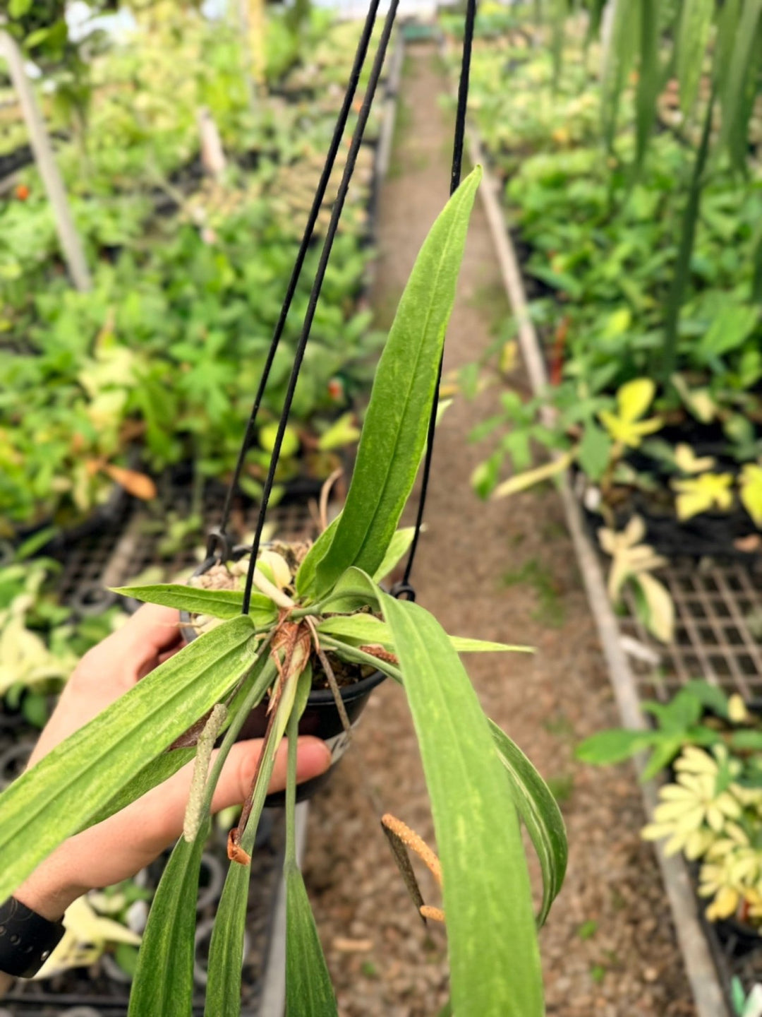 Handpicked 192 - Anthurium Vittariifolium Variegata | Uprooted