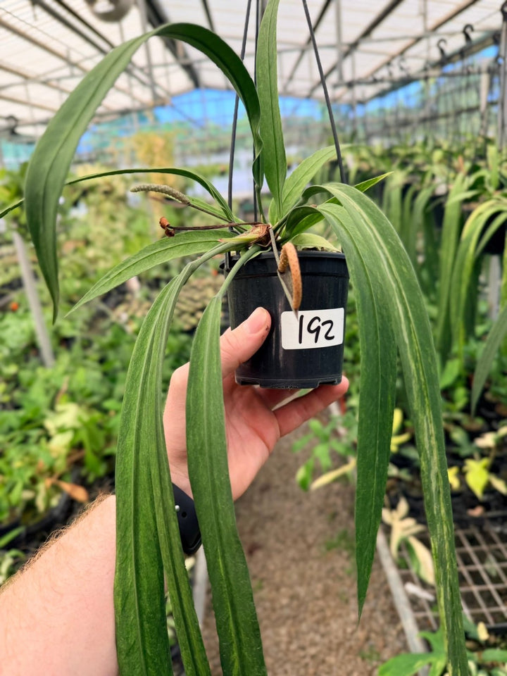 Handpicked 192 - Anthurium Vittariifolium Variegata | Uprooted