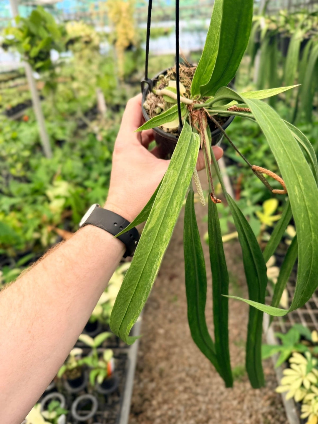 Handpicked 192 - Anthurium Vittariifolium Variegata | Uprooted