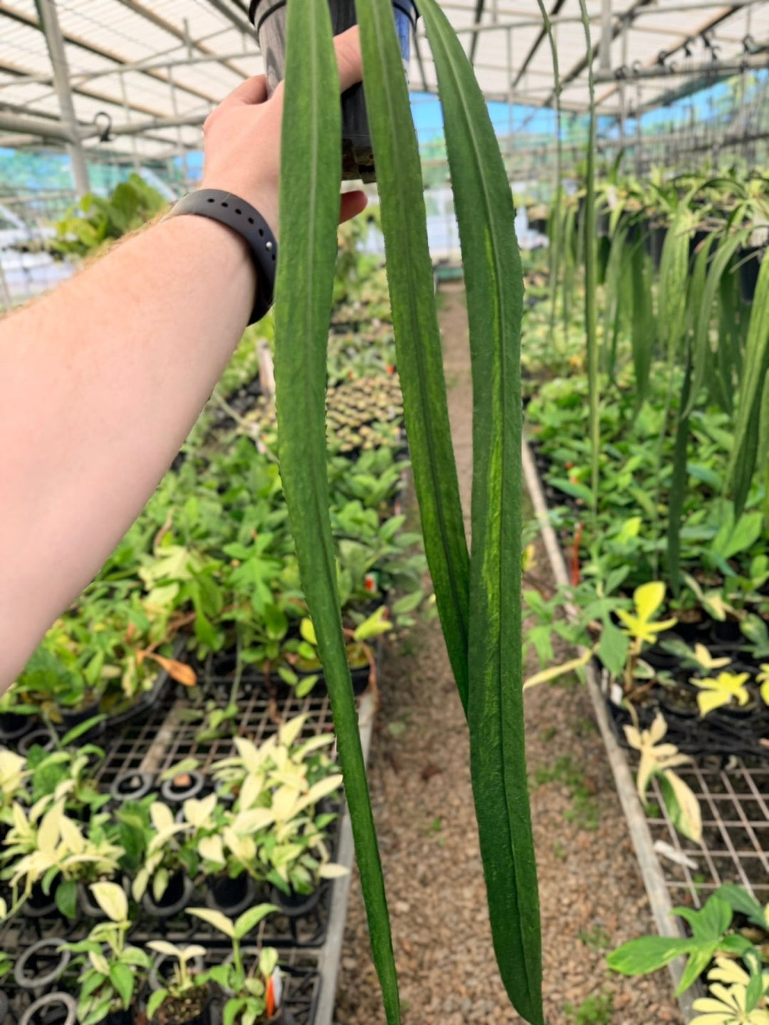 Handpicked 192 - Anthurium Vittariifolium Variegata | Uprooted