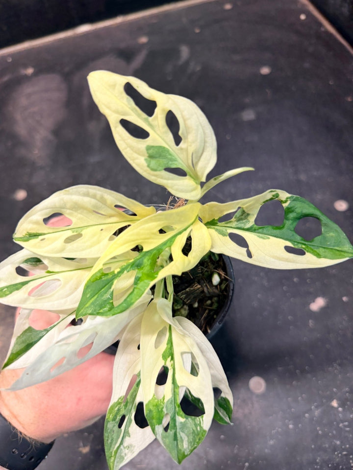 Handpicked 192 - Monstera Adansonii - Monkey Mask - Variegated Albo | Uprooted