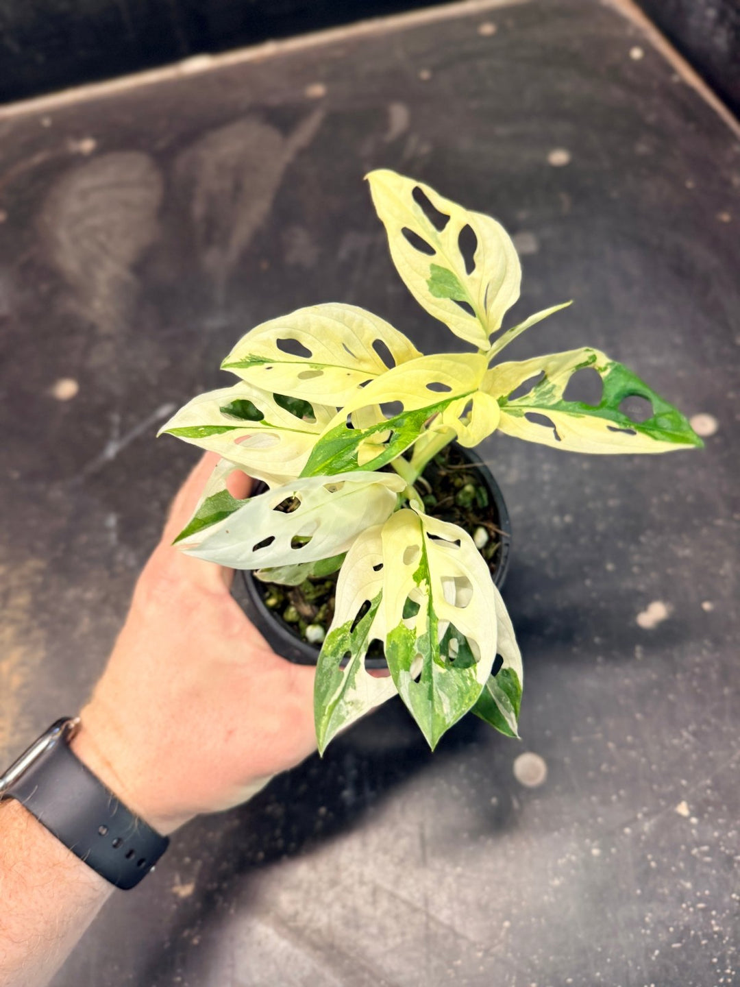 Handpicked 192 - Monstera Adansonii - Monkey Mask - Variegated Albo | Uprooted