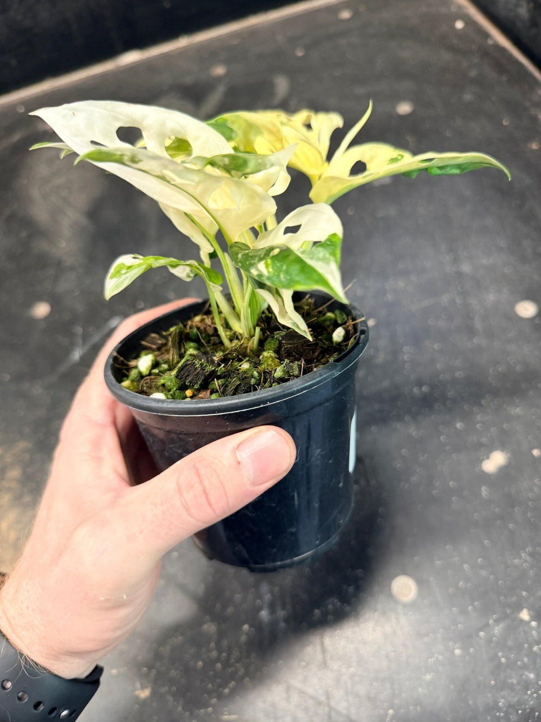 Handpicked 192 - Monstera Adansonii - Monkey Mask - Variegated Albo | Uprooted