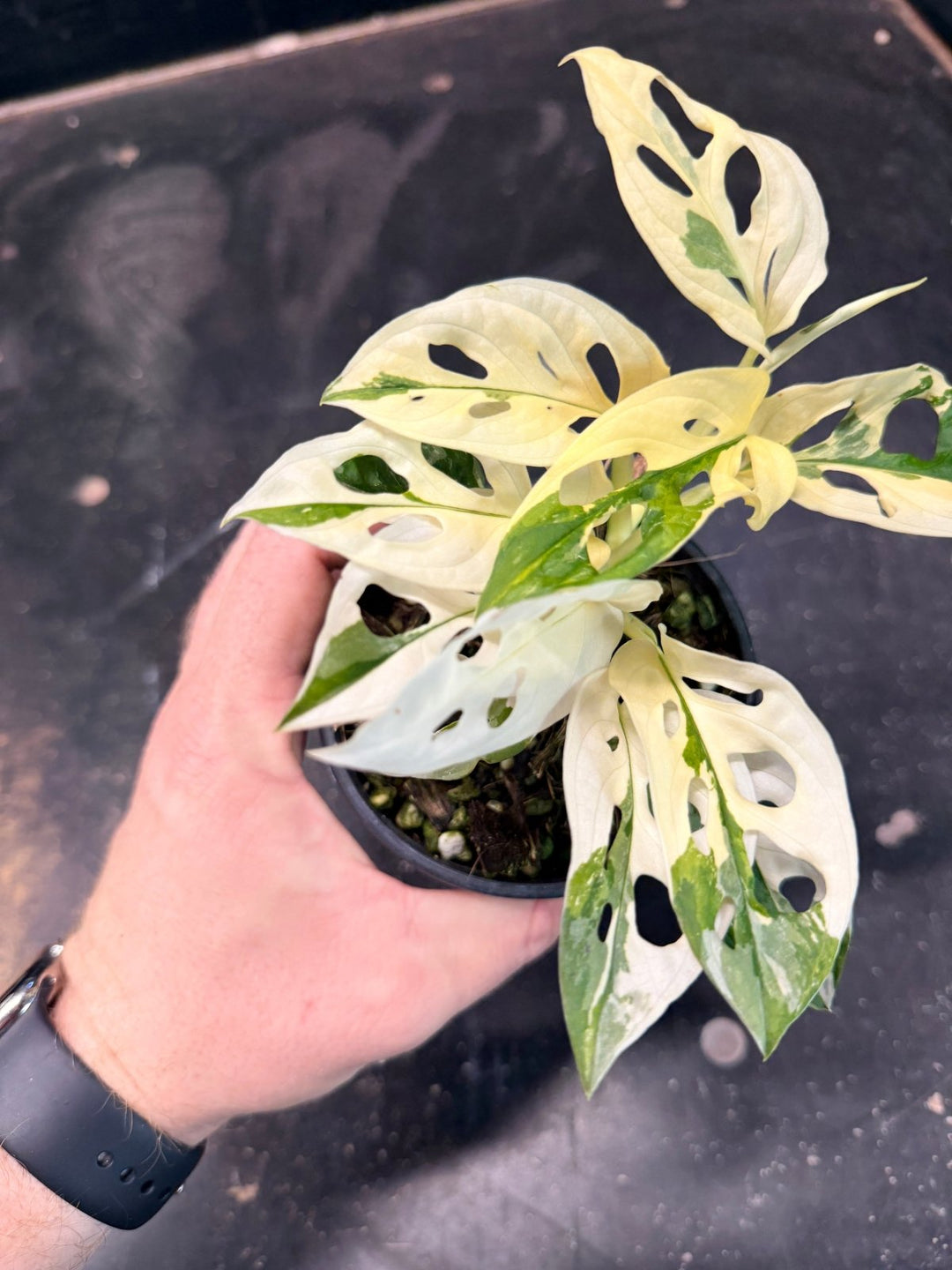 Handpicked 192 - Monstera Adansonii - Monkey Mask - Variegated Albo | Uprooted