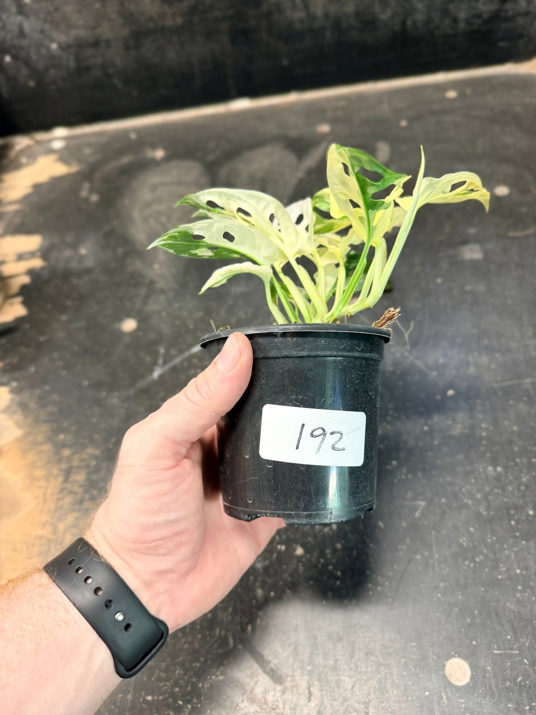 Handpicked 192 - Monstera Adansonii - Monkey Mask - Variegated Albo | Uprooted