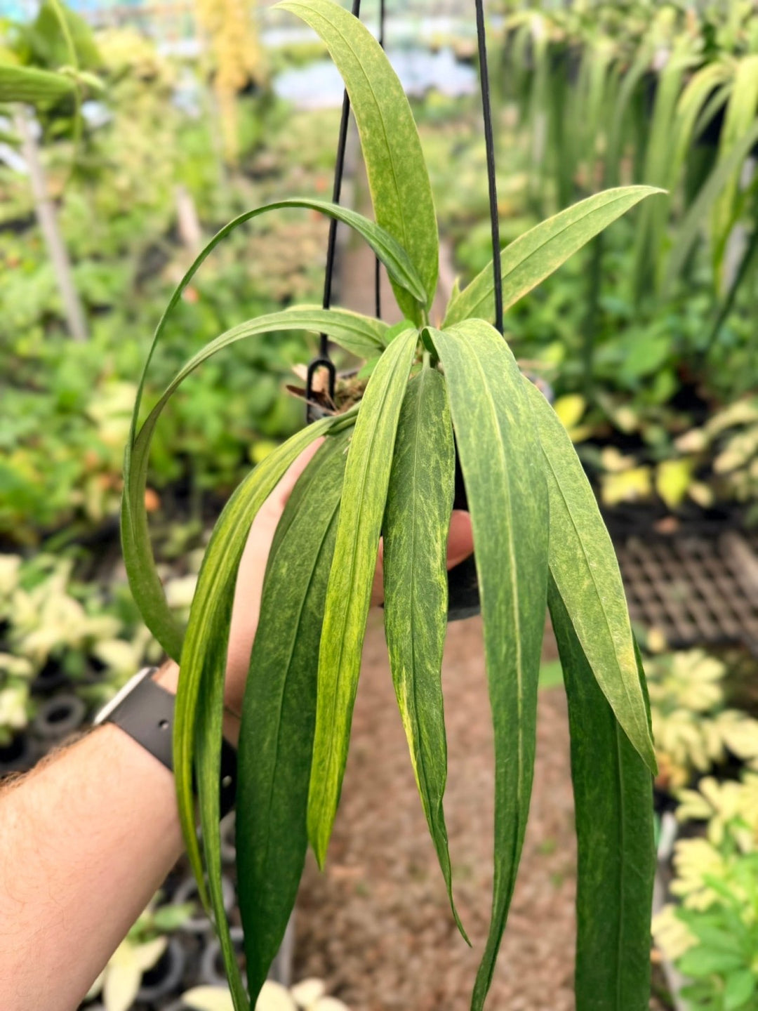 Handpicked 193 - Anthurium Vittariifolium Variegata | Uprooted