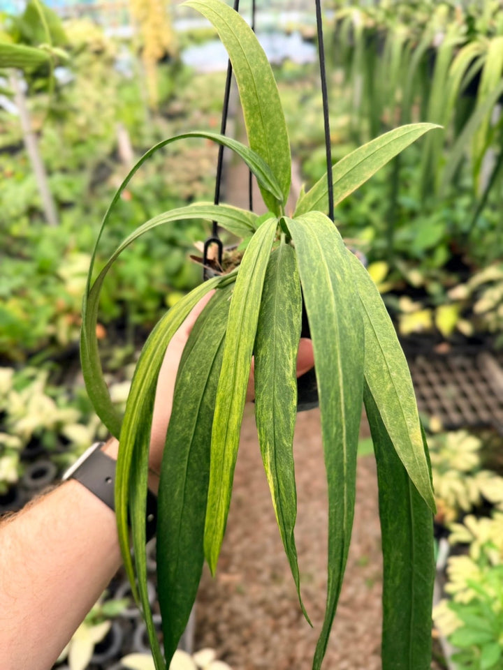 Handpicked 193 - Anthurium Vittariifolium Variegata | Uprooted