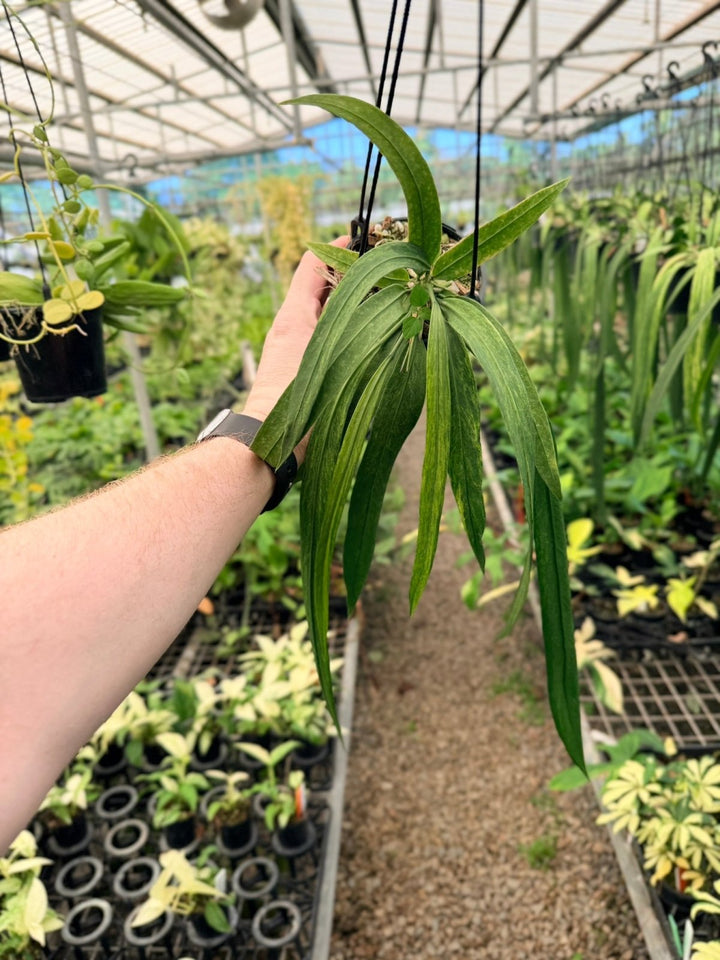 Handpicked 193 - Anthurium Vittariifolium Variegata | Uprooted