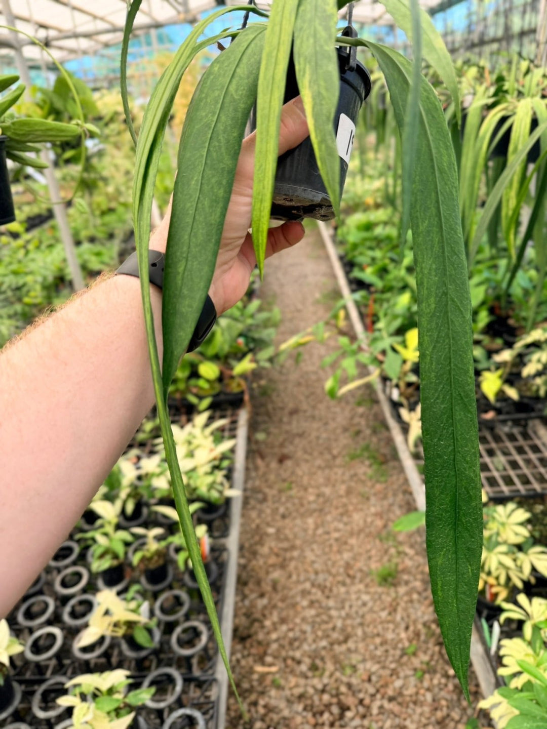Handpicked 193 - Anthurium Vittariifolium Variegata | Uprooted