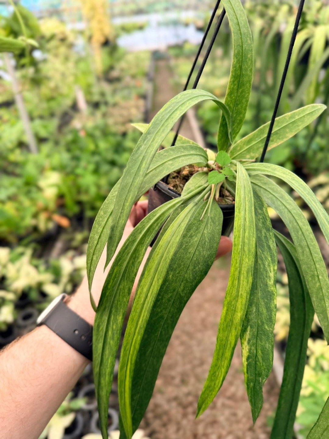 Handpicked 193 - Anthurium Vittariifolium Variegata | Uprooted