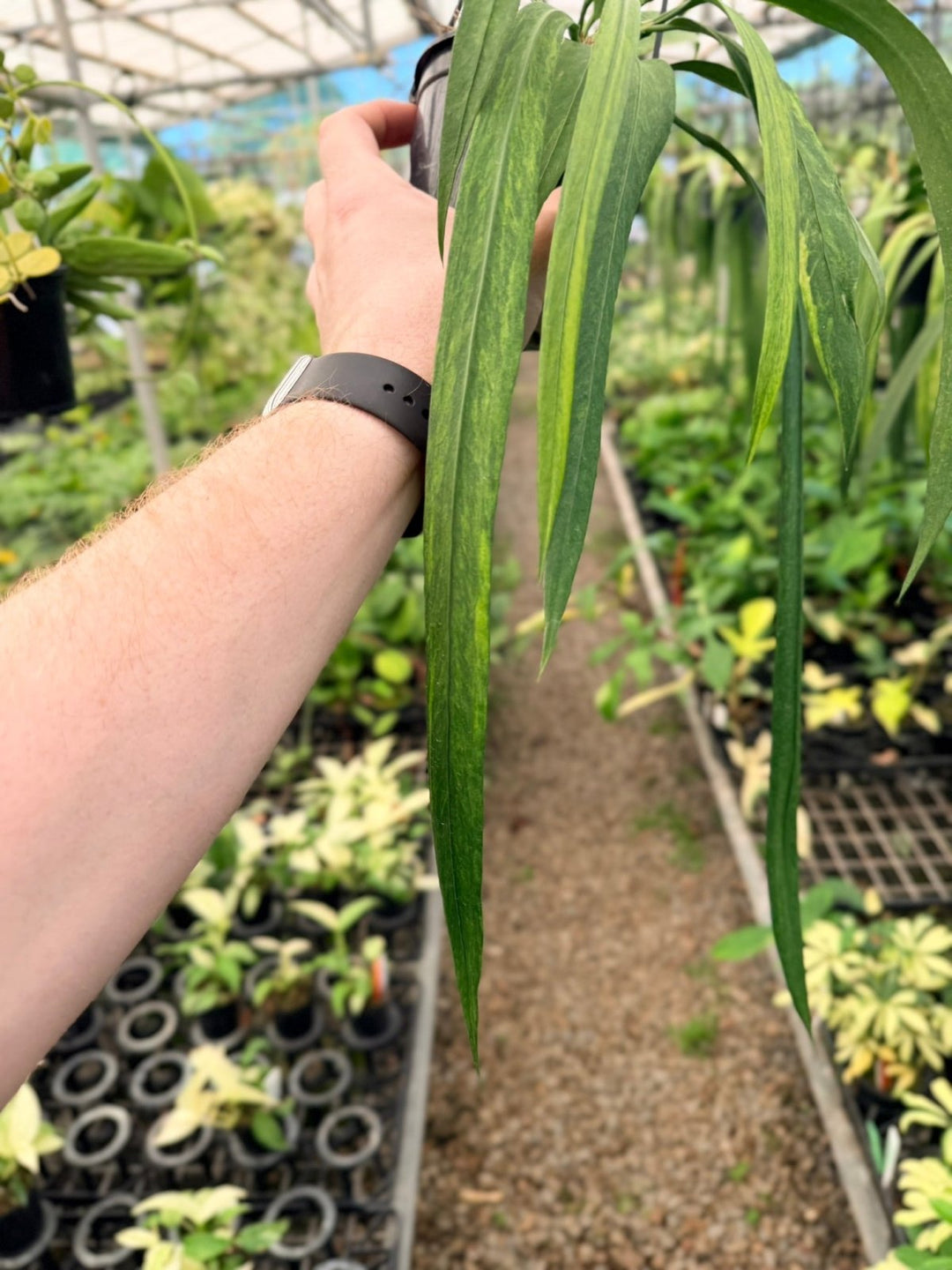 Handpicked 193 - Anthurium Vittariifolium Variegata | Uprooted