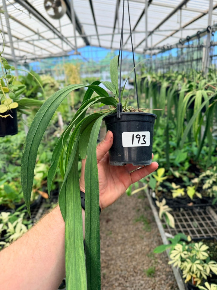 Handpicked 193 - Anthurium Vittariifolium Variegata | Uprooted