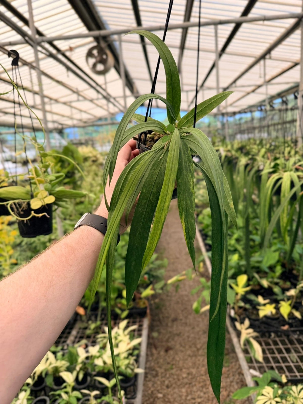 Handpicked 193 - Anthurium Vittariifolium Variegata | Uprooted