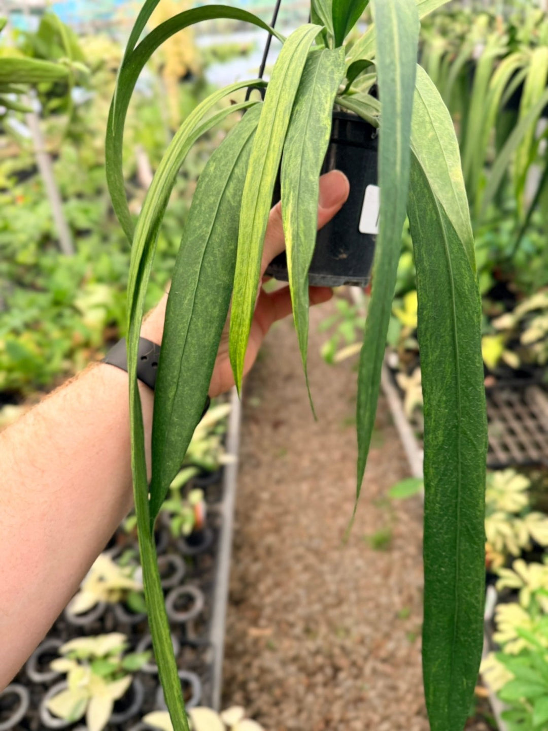 Handpicked 193 - Anthurium Vittariifolium Variegata | Uprooted