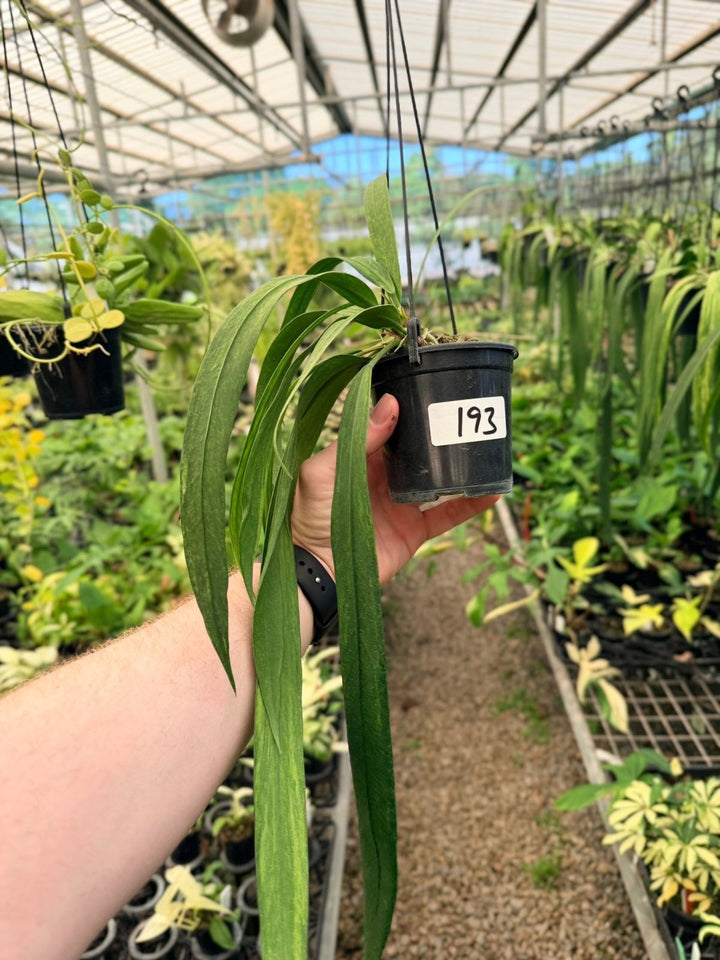 Handpicked 193 - Anthurium Vittariifolium Variegata | Uprooted