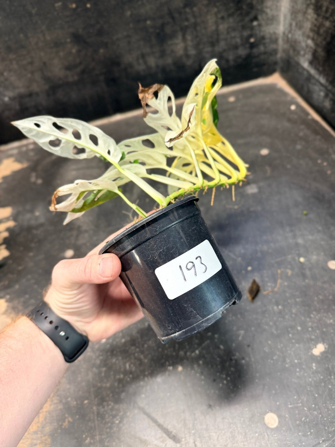 Handpicked 193 - Monstera Adansonii - Monkey Mask - Variegated Albo | Uprooted