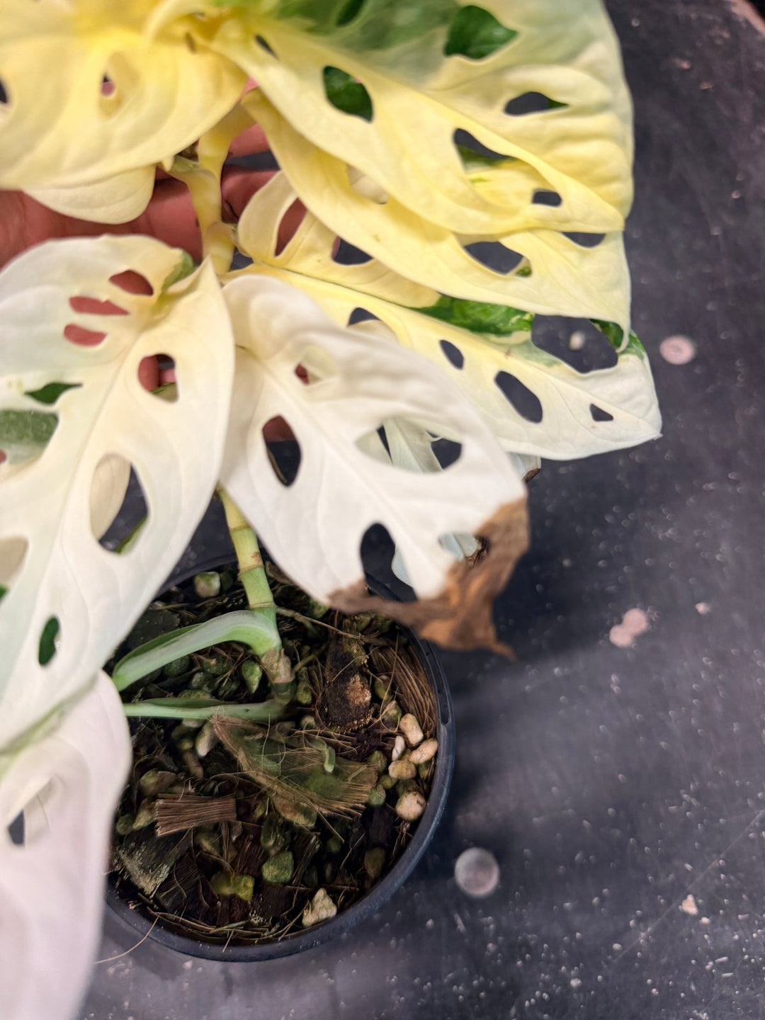 Handpicked 193 - Monstera Adansonii - Monkey Mask - Variegated Albo | Uprooted