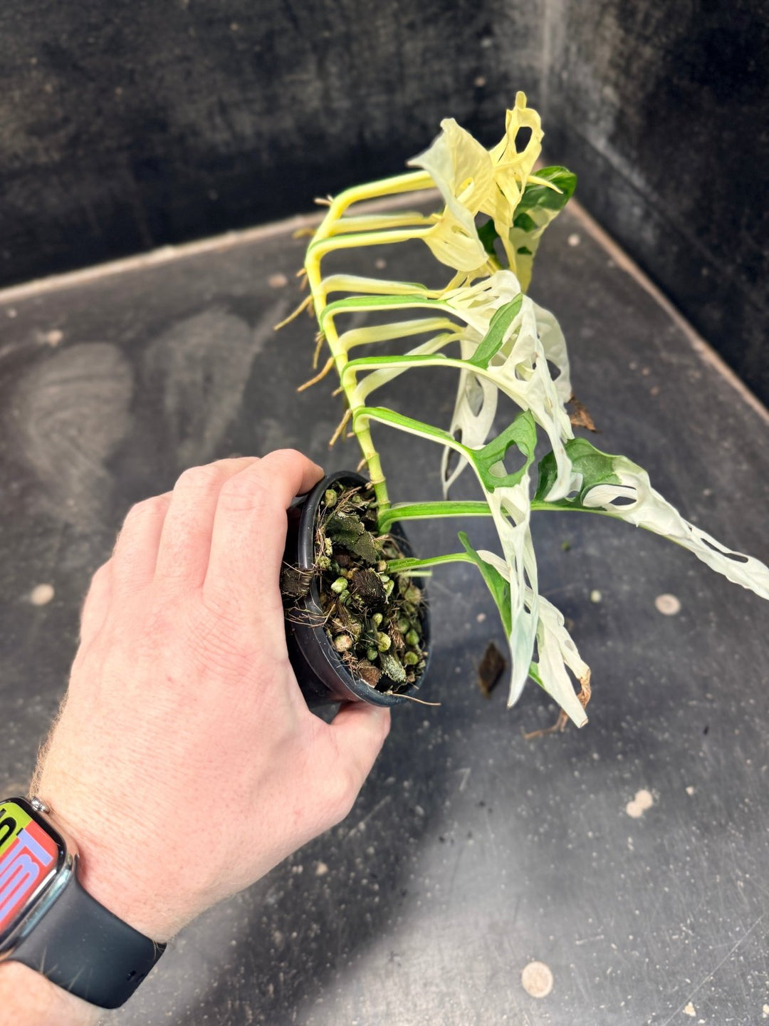 Handpicked 193 - Monstera Adansonii - Monkey Mask - Variegated Albo | Uprooted